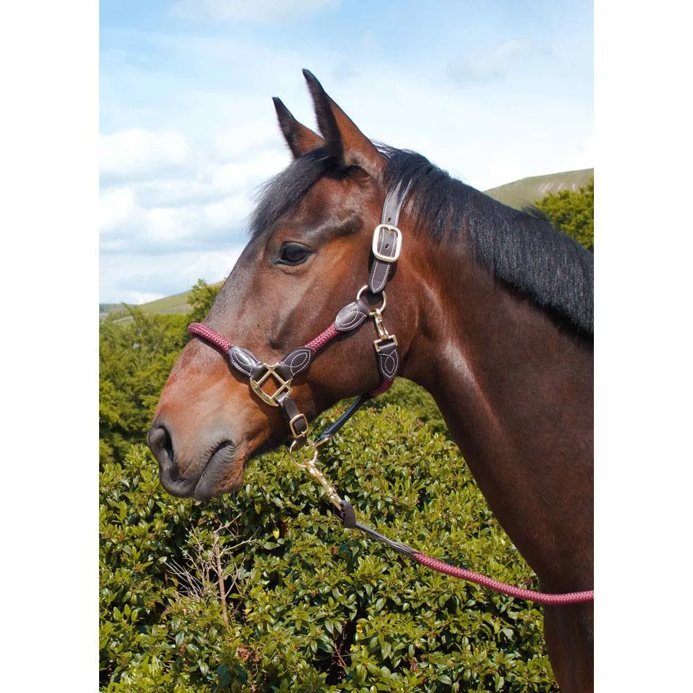 Control & Comfort: Anatomic Leather Headcollar for Horses & Ponies