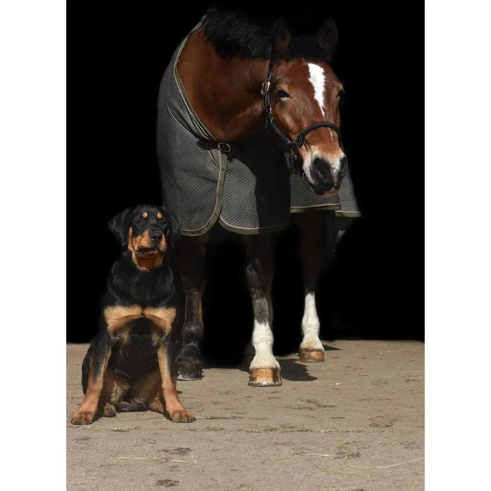 Control & Comfort: Anatomic Leather Headcollar for Horses & Ponies
