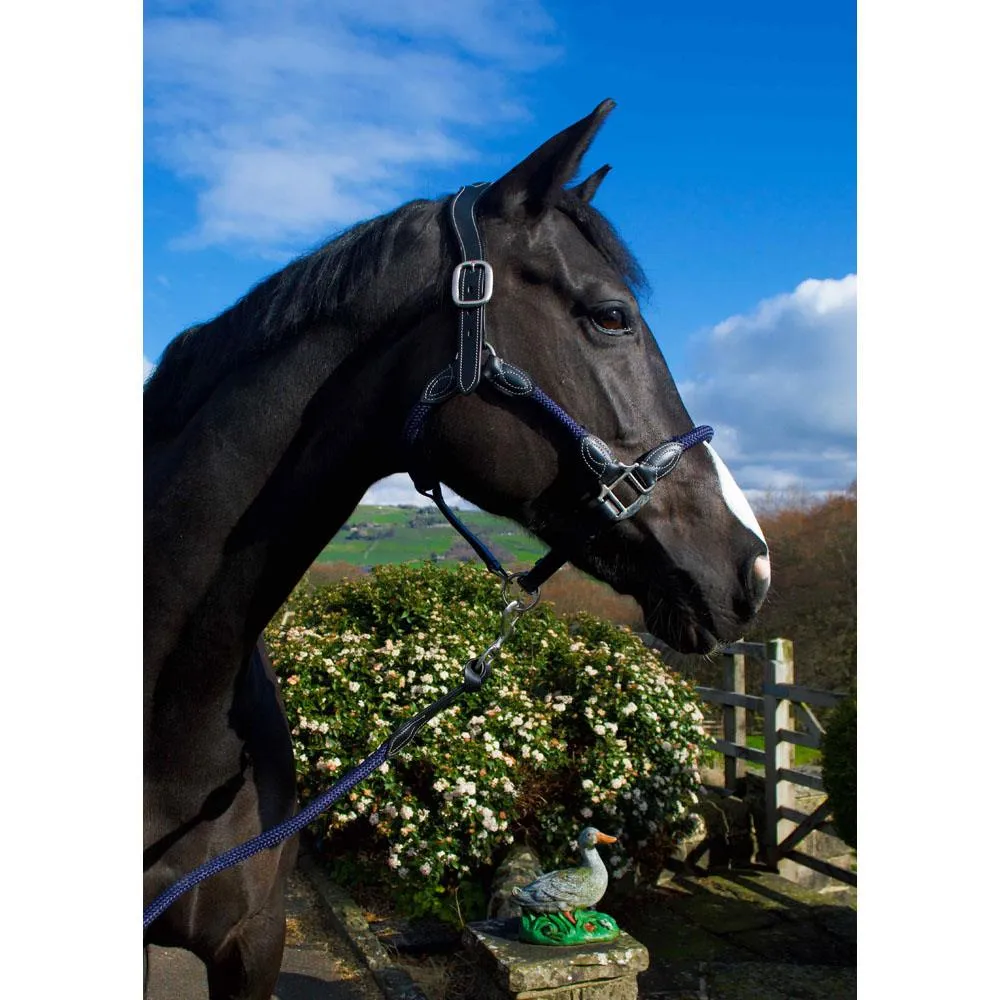 Control & Comfort: Anatomic Leather Headcollar for Horses & Ponies
