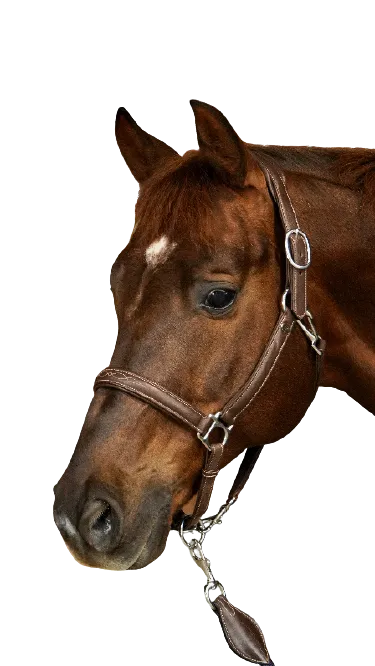 Dy'on Working Soft Leather Headcollar WO09A