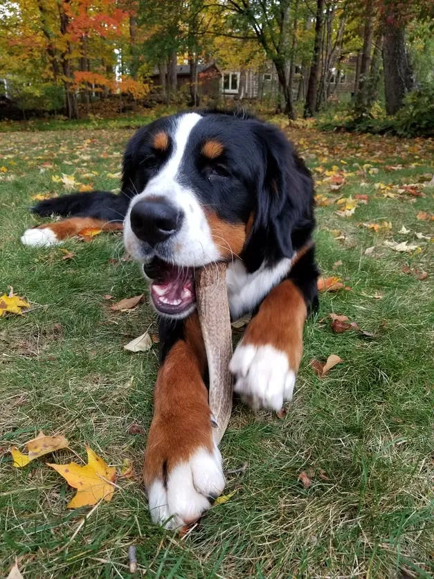 Elk Antler Dog Chews - Split  or Whole