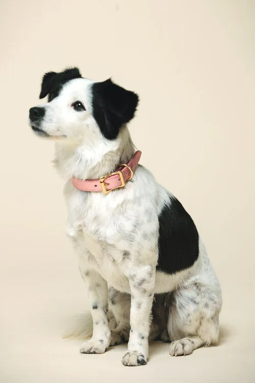 Fine Doggy Leather Collar