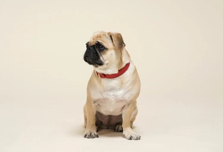 Fine Doggy Leather Collar