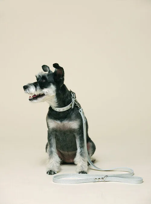 Fine Doggy Leather Collar