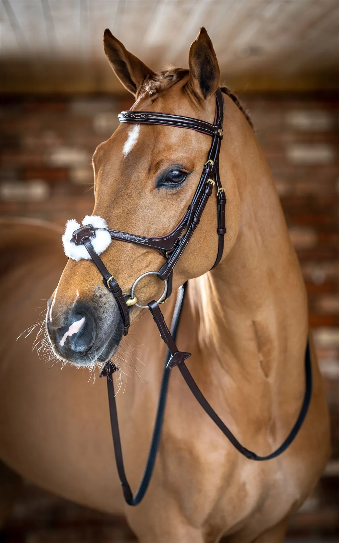 LeMieux Grackle Bridle
