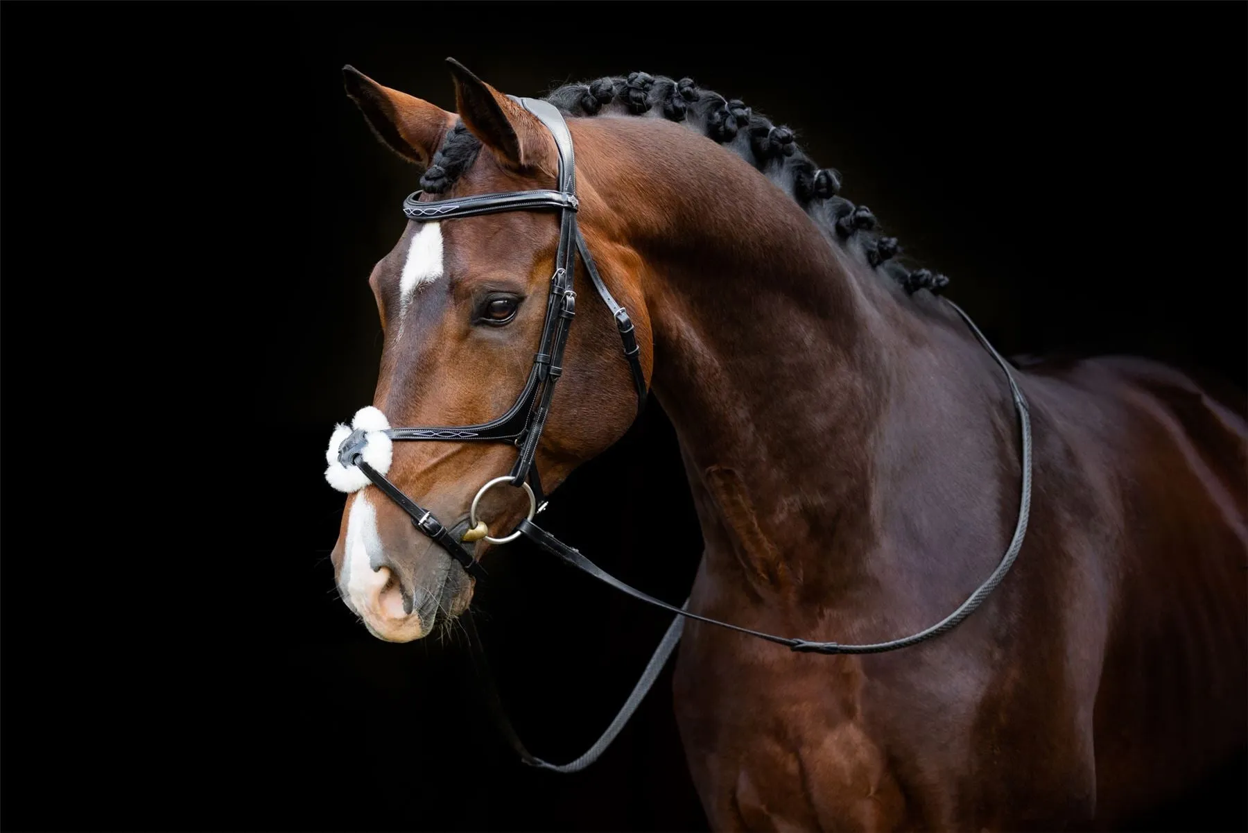 LeMieux Grackle Bridle