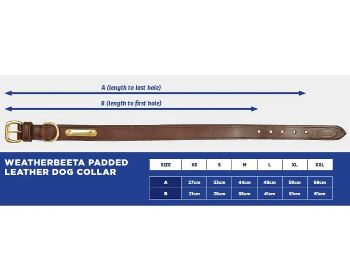 Padded Leather Dog Collar