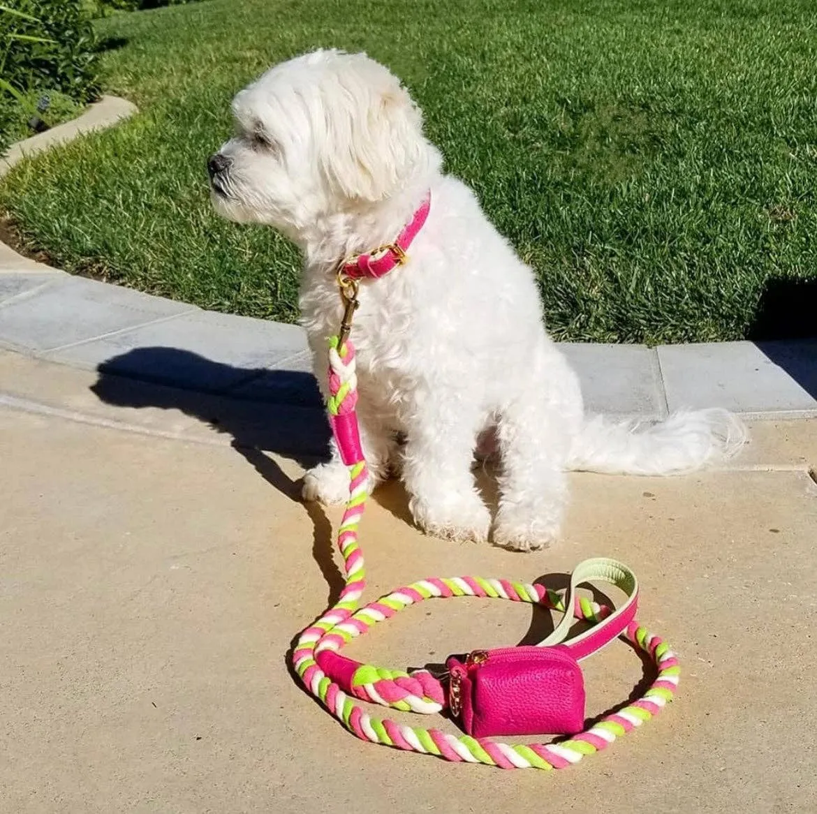 PoisePup - COLLAR - CANDY SWIRL