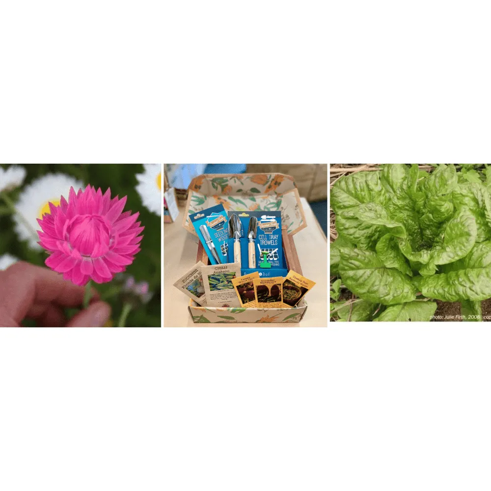 Seed Sowing and Growing Box