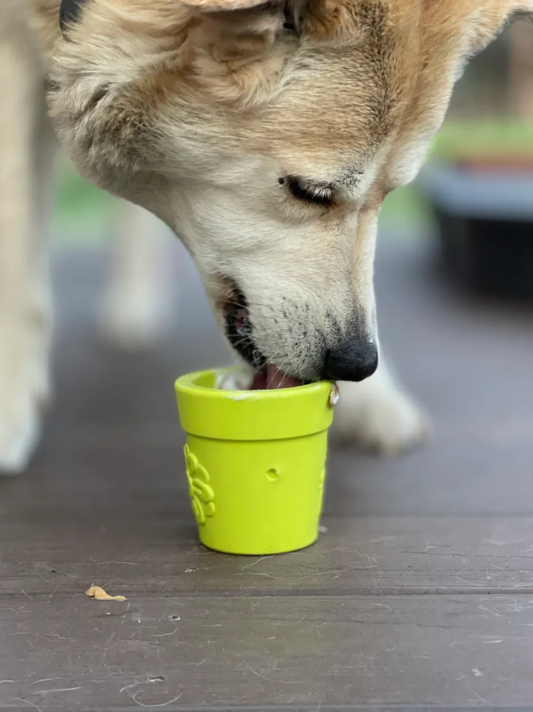 SodaPup Flower Pot Rubber Treat Dispenser Dog Toy - Green