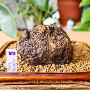 Stephania Nova ( Big Caudex )