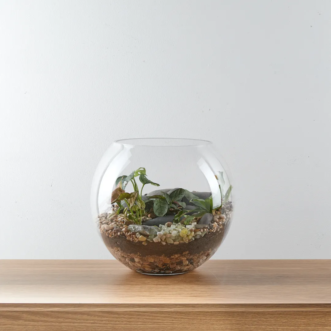 Urban Oasis Terrarium Large